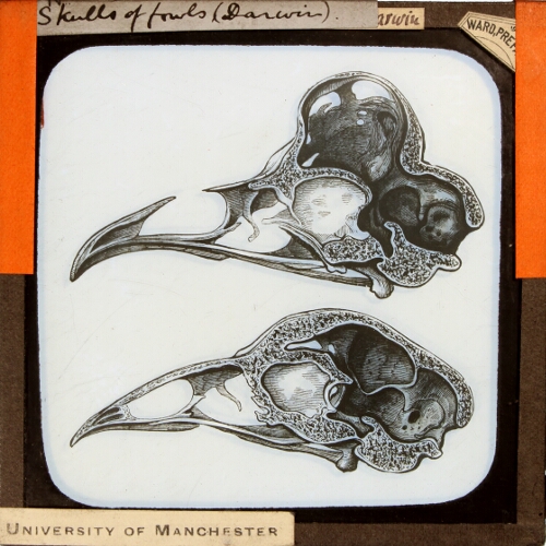 Skulls of fowls (Darwin)