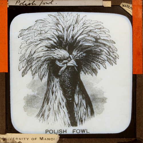 Polish fowl