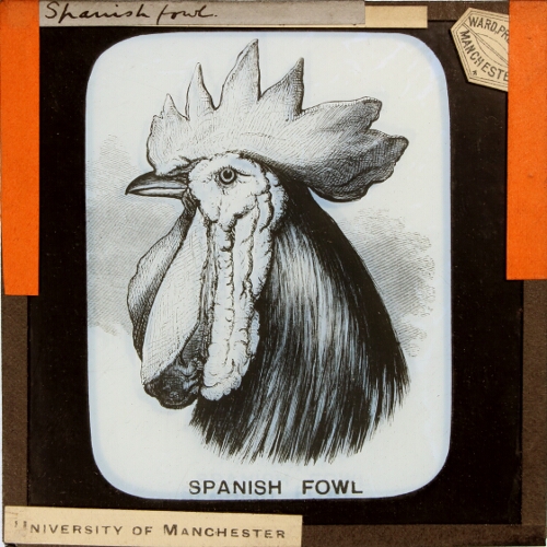 Spanish fowl