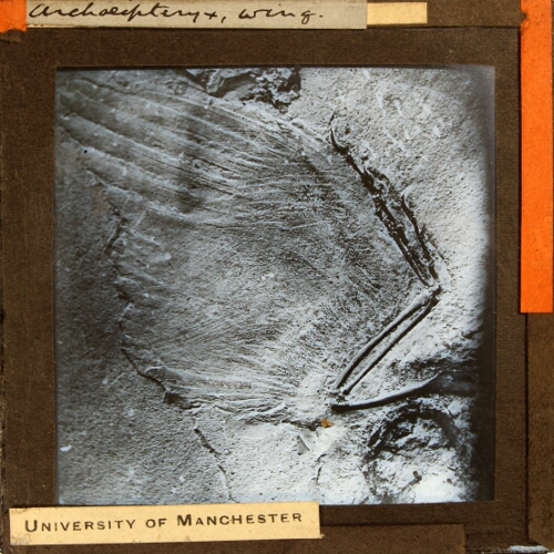 Archaeopteryx, wing