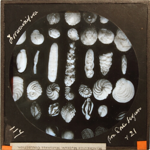 Foraminifera from Porto Seguro x 21
