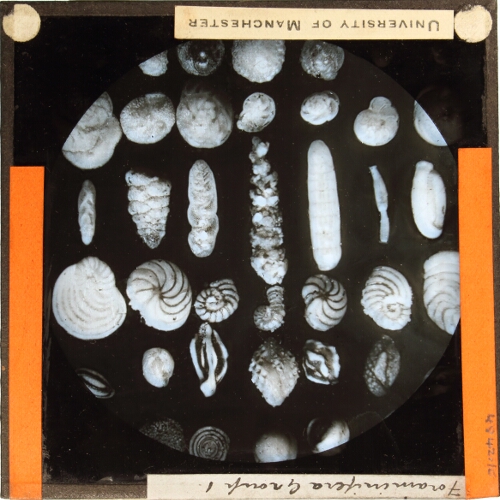 Foraminifera from Porto Seguro x 21 – secondary view of slide