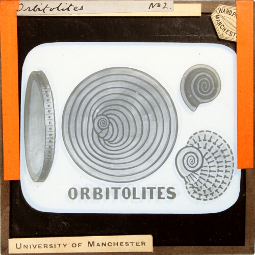 Orbitolites No. 2