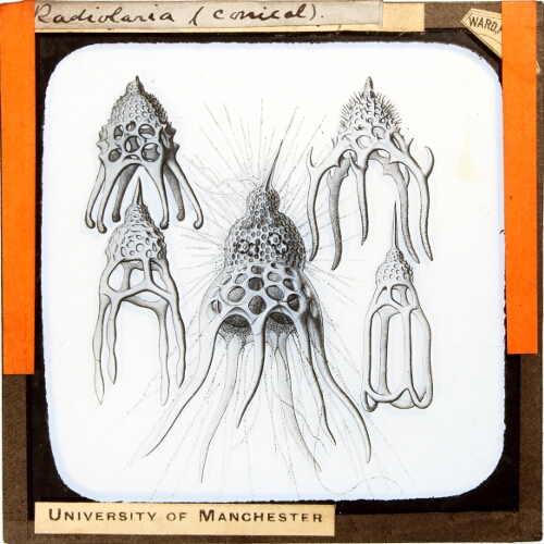Radiolaria (conical)