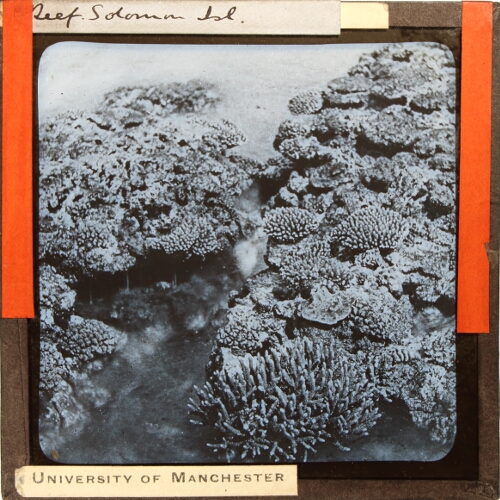 Reef, Solomon Island