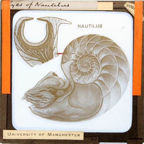 Eyes of Nautilus
