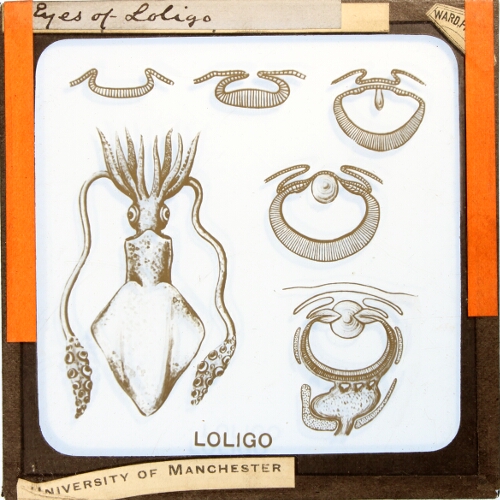 Eyes of Loligo