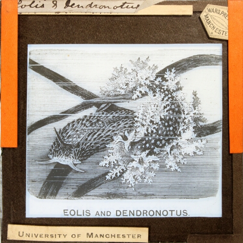 Eolis and Dendronotus