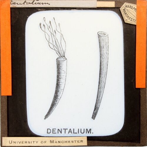 Dentalium