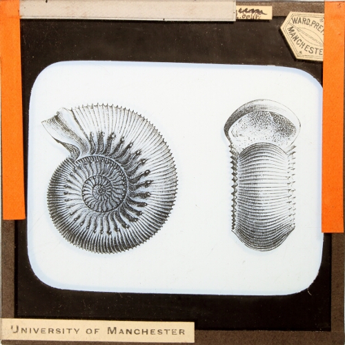 Ammonites Humphreysian