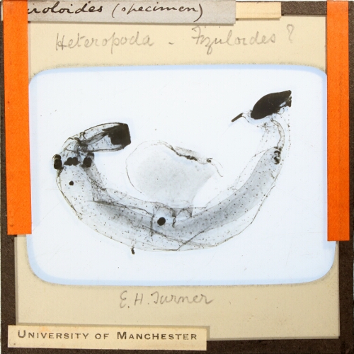 Firoloides (specimen)