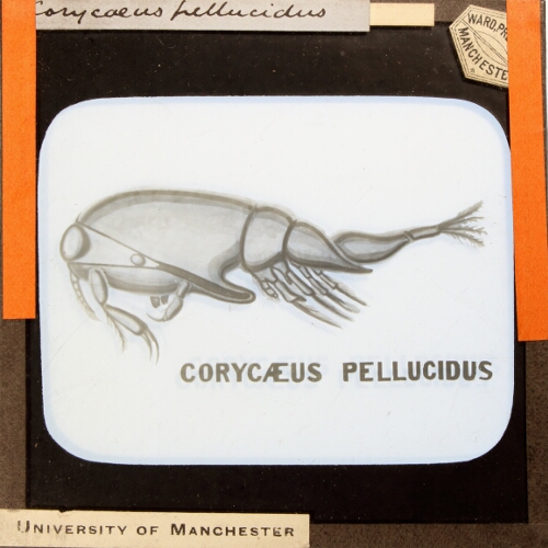 Corycaeus pellucidus