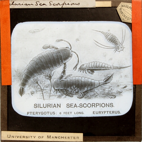Silurian Sea Scorpions