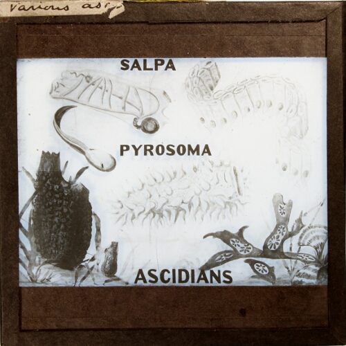 Various ascidians