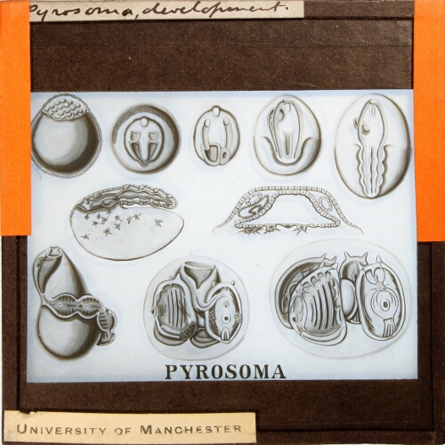 Pyrosoma, development