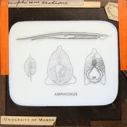 Amphioxus, sections
