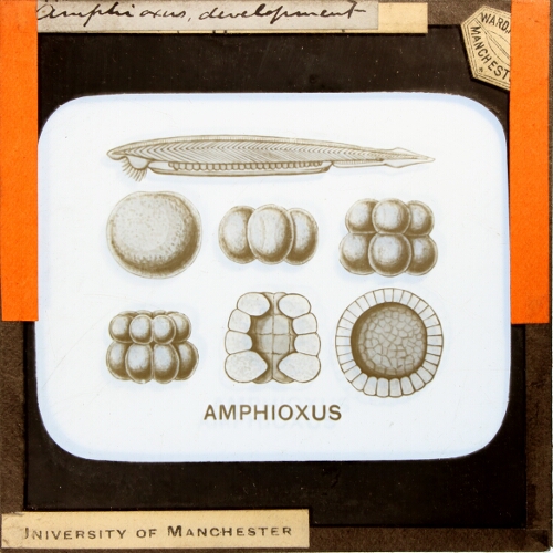 Amphioxus, development
