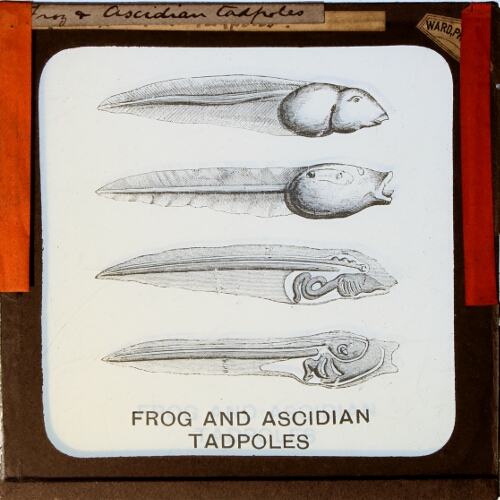 Frog and Ascidian Tadpoles