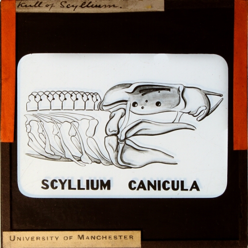 Skull of Scyllium