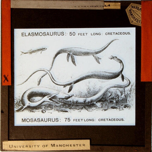 Elasmoraurus and Mosasaurus