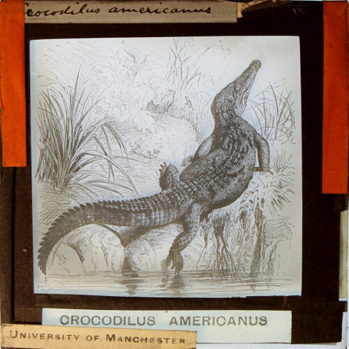 Crocodilus americanus
