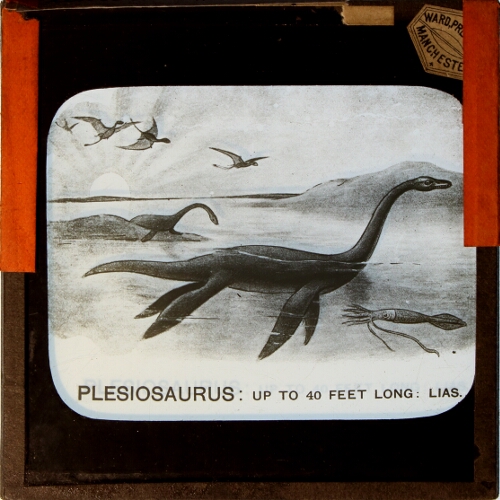 Plesiosaurus, restored