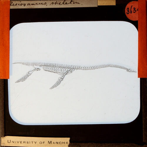Plesiosaurus, skeleton