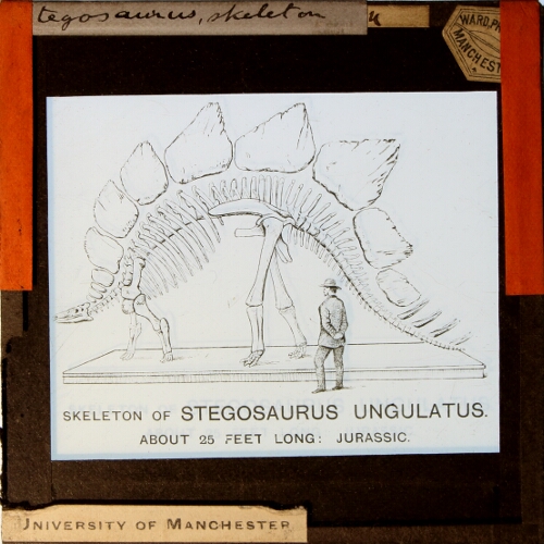 Stegosaurus, skeleton
