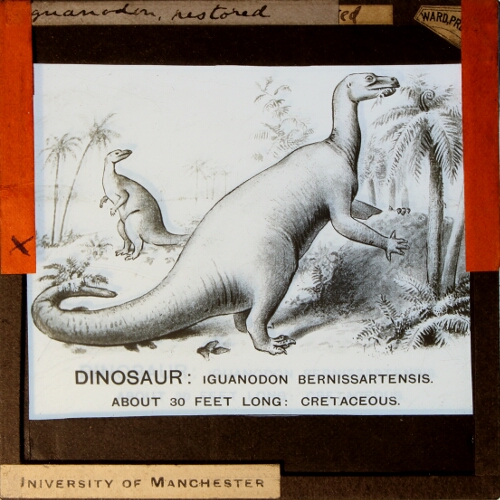 Iguanodon, restored
