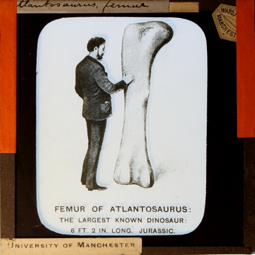 Atlantosaurus, femur