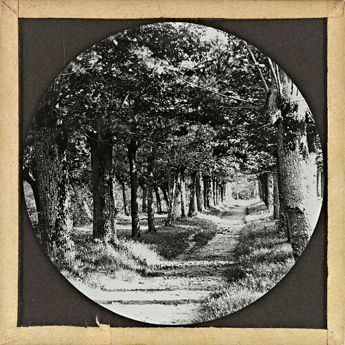 Boulogne, Avenue of Trees