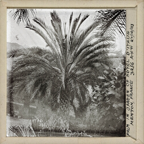 Palm in Garden of Hotel d'Italie, Menton, France