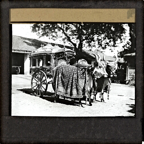 Carriage drawn by pair of decorated bullocks