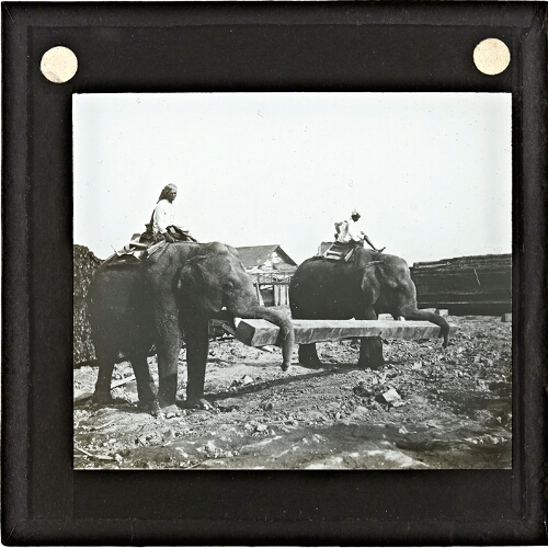Two elephants, with mahouts, carrying beam