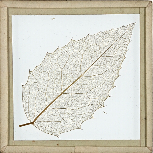 Skeleton Leaf, Holly Tree