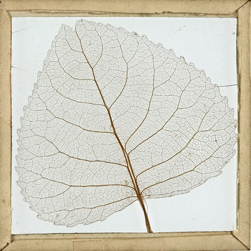 Skeleton Leaf, Poplar