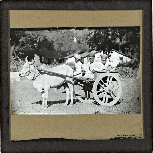 Three men riding in cart drawn by bullock