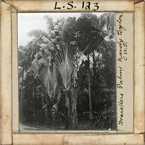 Travellers Palms, Kandy, Ceylon