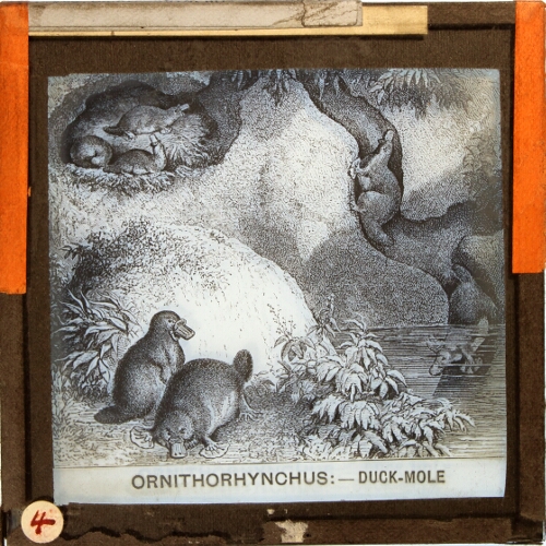 Ornithorhynchus -- Duck-Mole