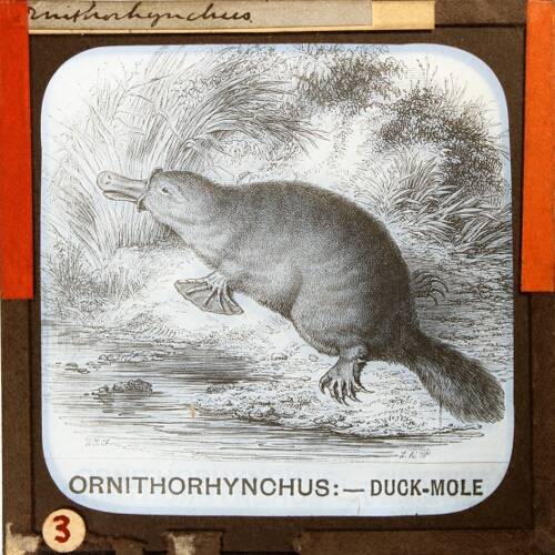 Ornithorhynchus -- Duck-Mole