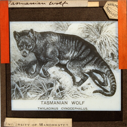 Tasmanian Wolf