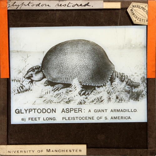 Glyptodon Asper: a Giant Armadillo