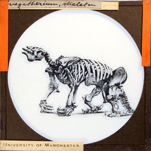 Megatherium, skeleton