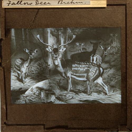 Fallow Deer, Brehm