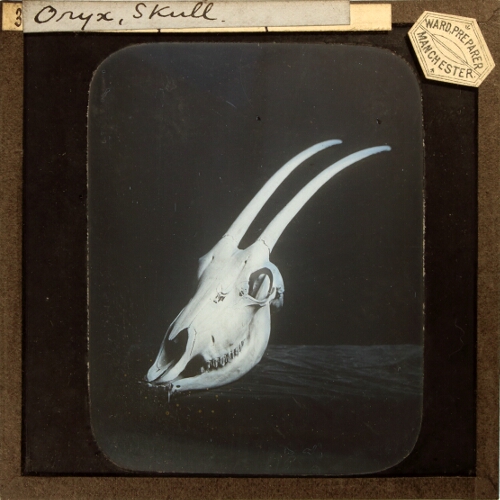 Oryx, Skull