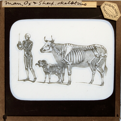 Man, Ox and Sheep, skeletons