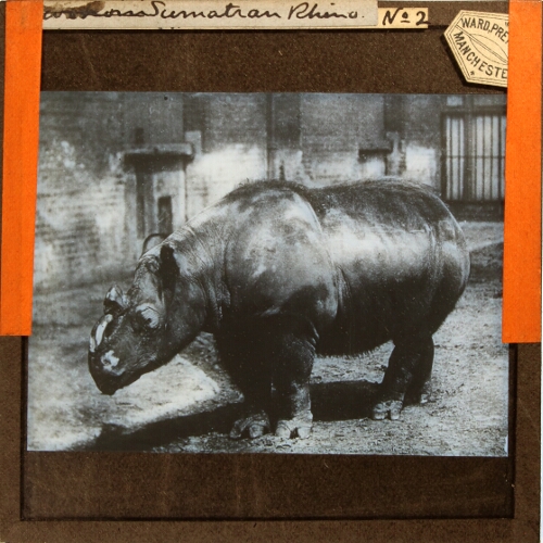 Sumatran Rhino No. 2
