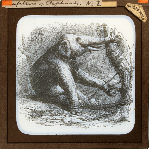 Capture of Elephant, No. 2