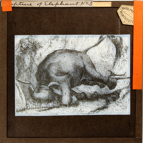 Capture of Elephant, No. 3