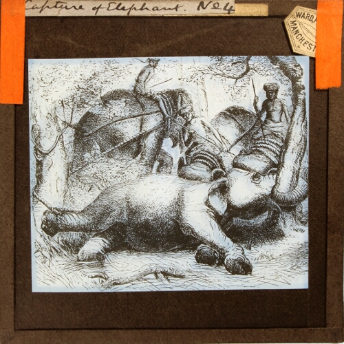Capture of Elephant, No. 4
